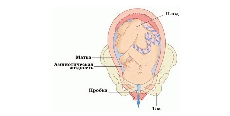 Функция пробки при беременности